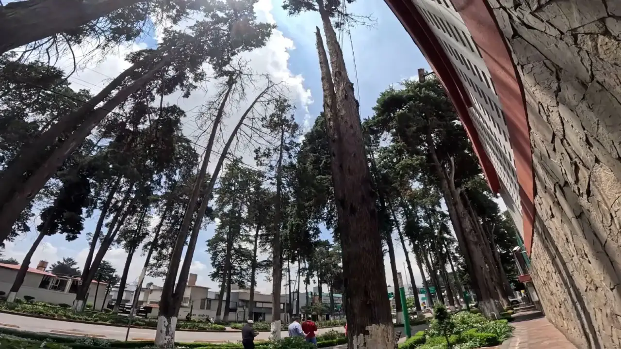 Arboleda en Paseo Colón de Toluca