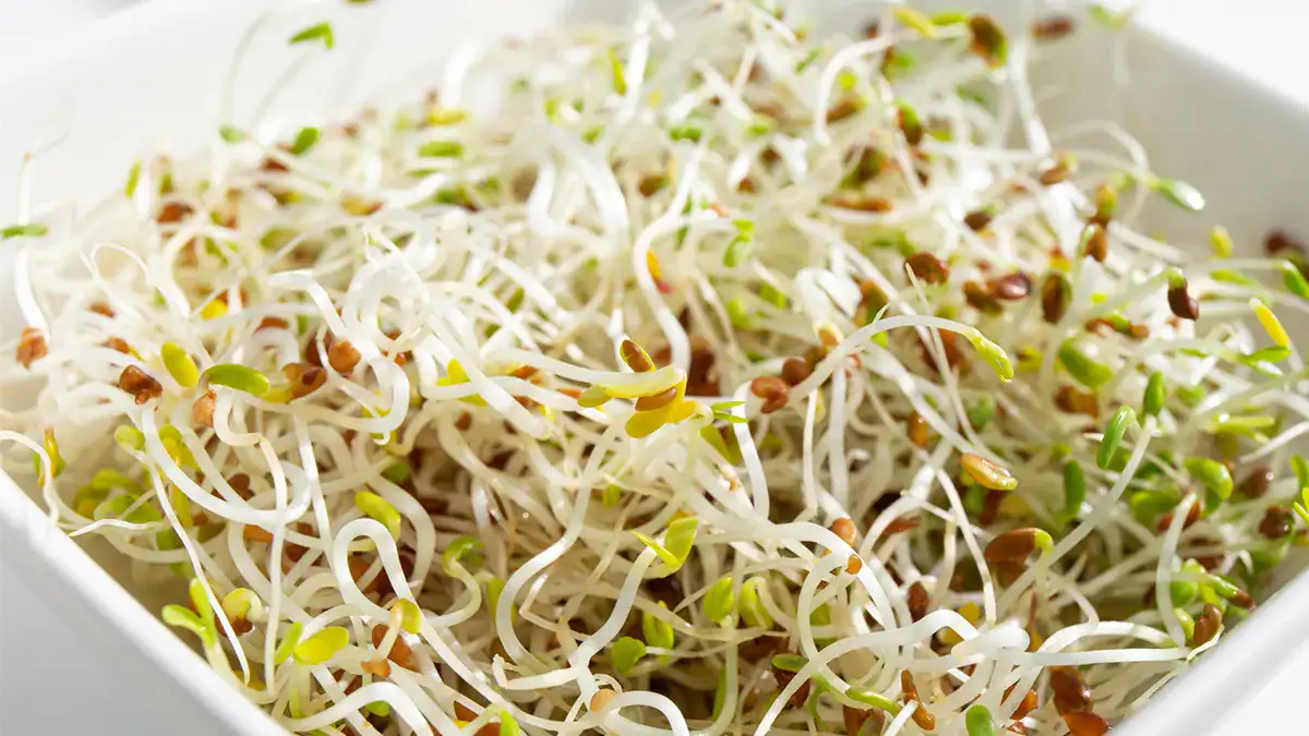 Brotes de alfalfa frescos en un recipiente