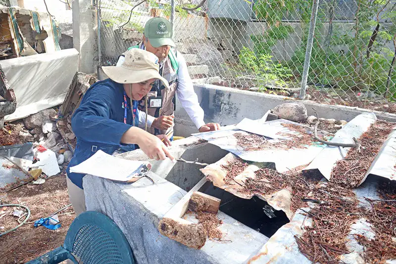 Brigada de salud aplica larvicida en depósito de agua en colonia de La Paz, BCS