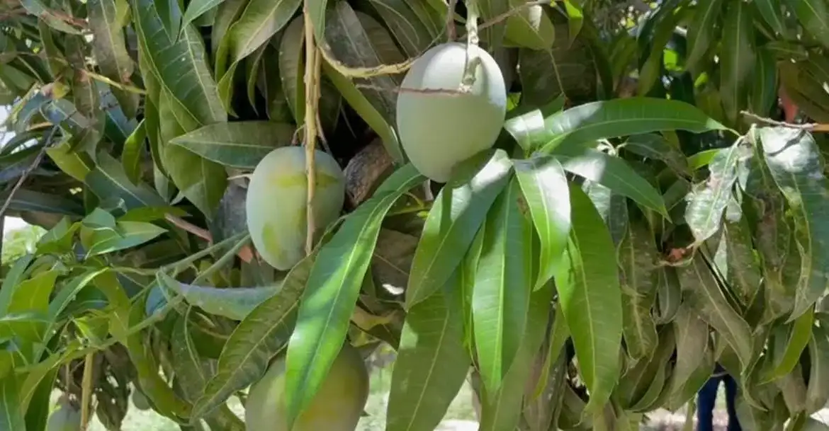 Campo agrícola en Baja California Sur con cultivos verdes