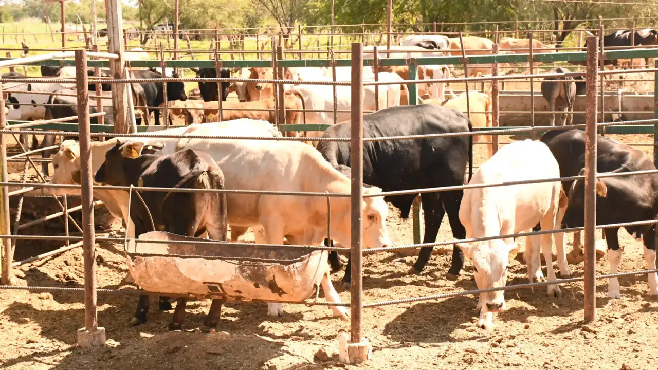 Ganado bovino en un rancho de Baja California Sur