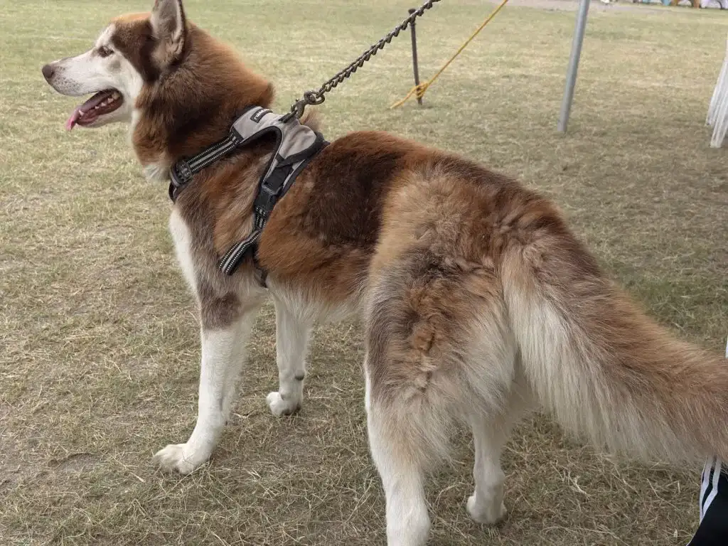 Personas con sus mascotas en una brigada veterinaria gratuita en Reynosa, Tamaulipas