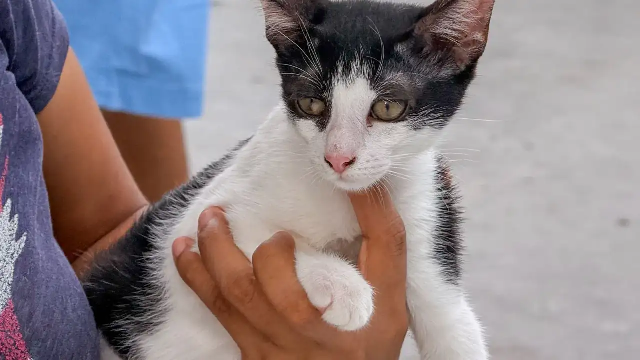 Brigada veterinaria gratuita Villa Esmeralda Reynosa DIF mascotas