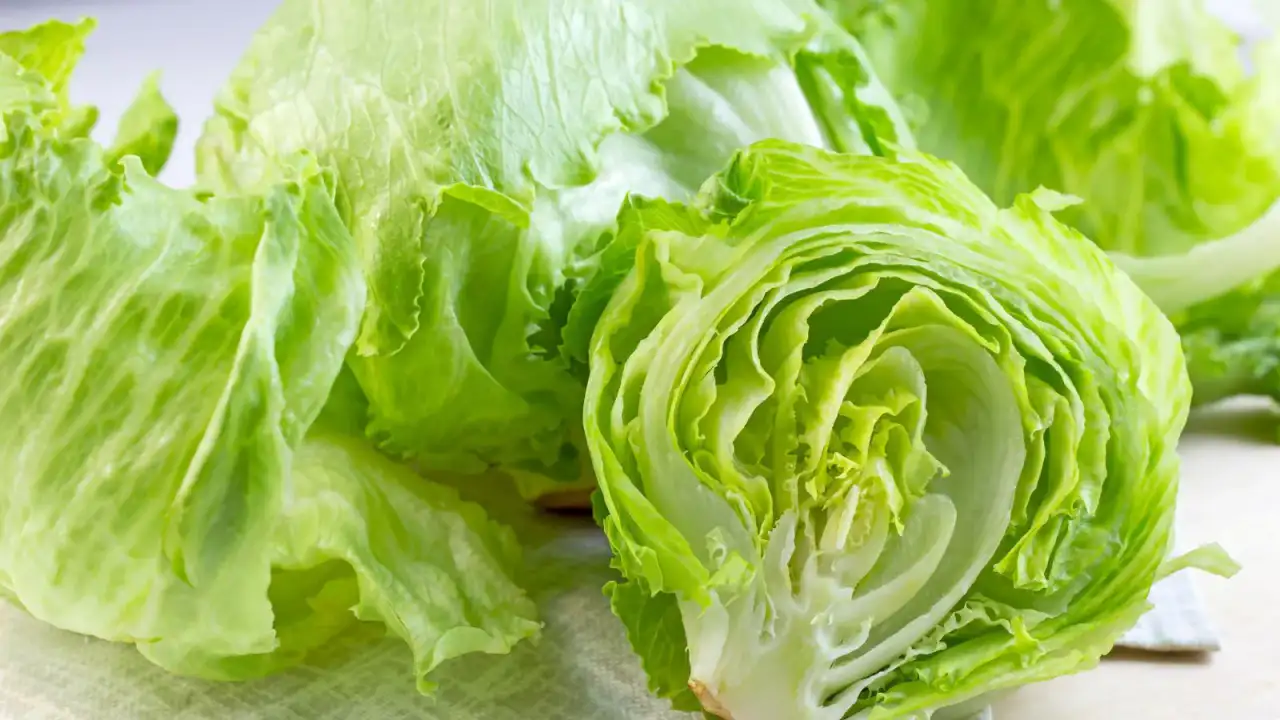 Lechuga iceberg fresca en un campo de cultivo, representación de alimento potencialmente contaminado