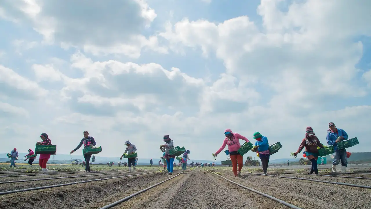 Trabajadores agrícolas en un campo de cultivo en Guanajuato
