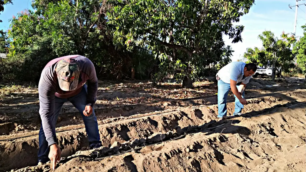 Campo agrícola en Baja California Sur con cultivos de espárrago y mango