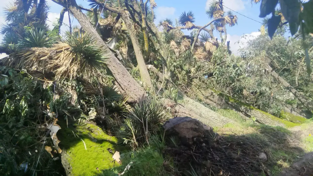Árbol caído sobre canal de desagüe en Toluca