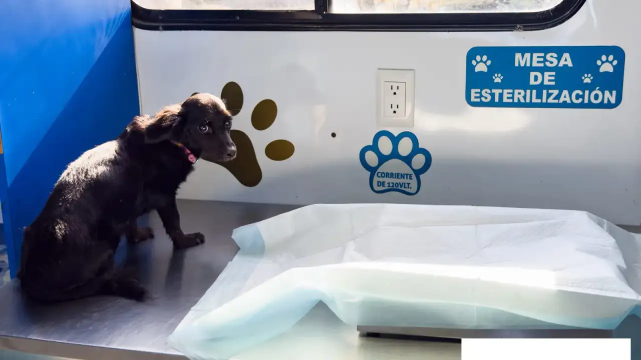 Mascotas resguardadas en un refugio durante una jornada de esterilización