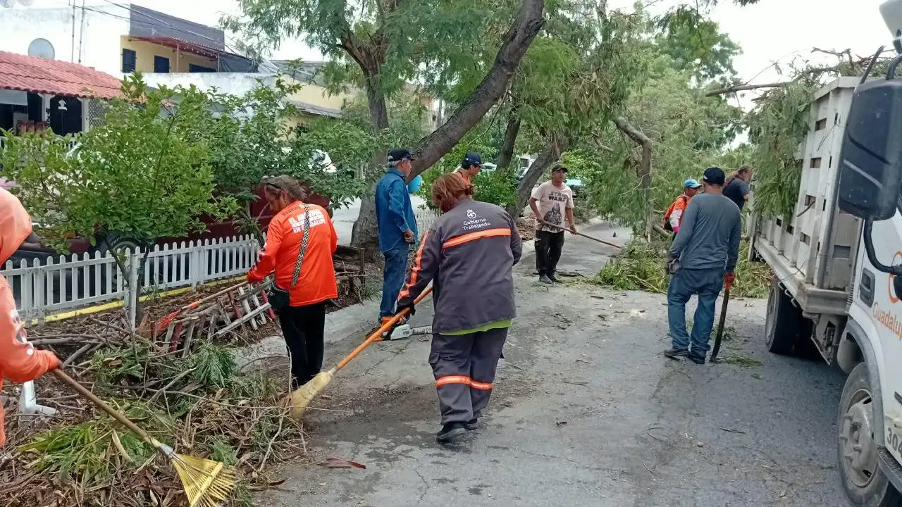 Personal de servicios públicos retira un árbol caído en una calle de Guadalupe, Nuevo León