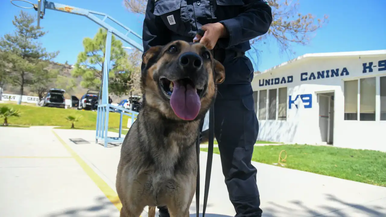 Perro pastor alemán de la Unidad K9 de Guanajuato durante un operativo