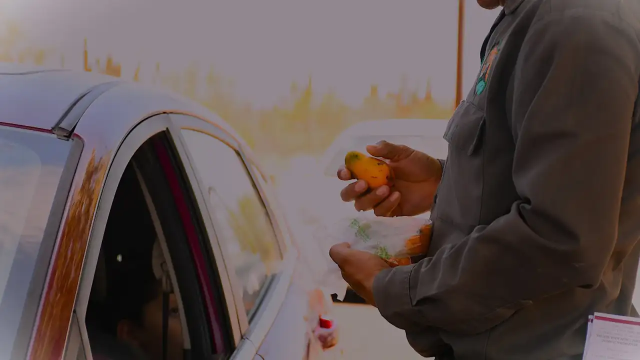 Campos de mango en Baja California Sur con vegetación saludable