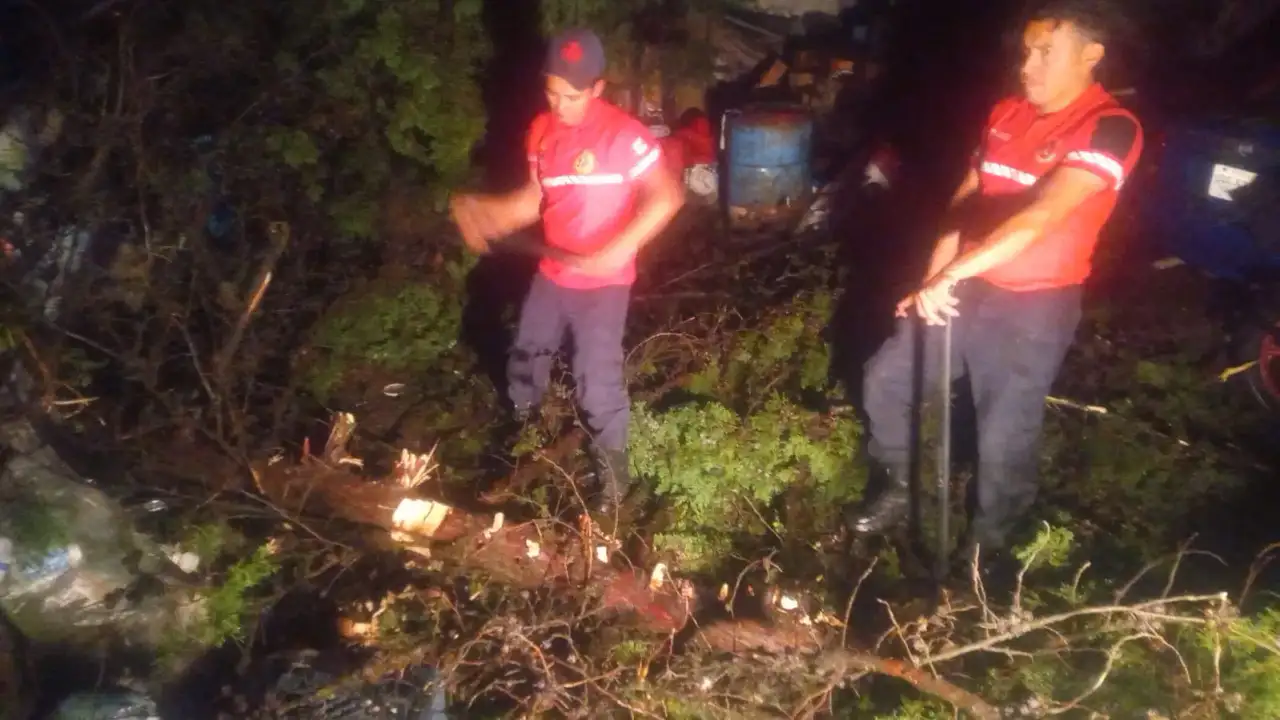 Árbol caído sobre una calle en Toluca tras lluvias