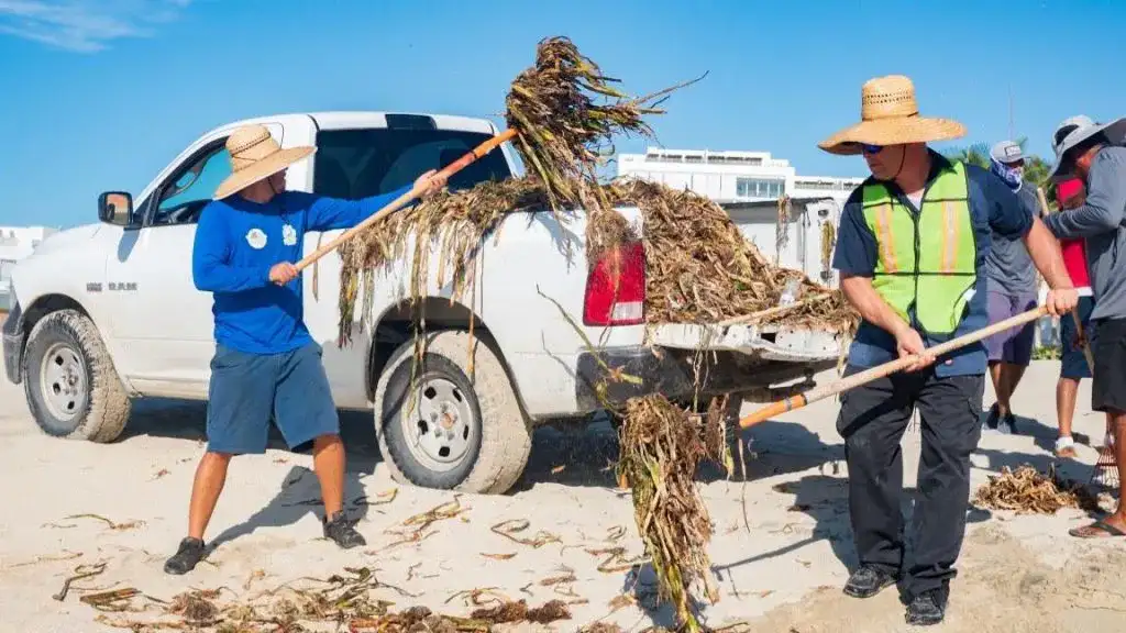 Trabajadores retiran lirio acuático en la orilla de una playa de Los Cabos