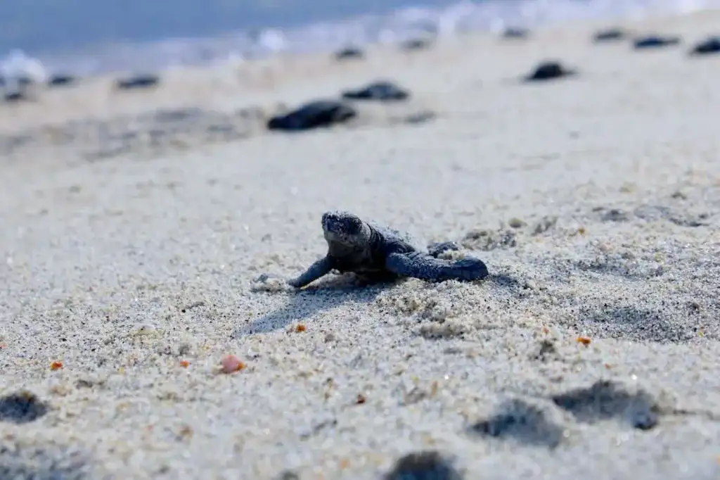 Tortuga marina en la arena de una playa de Los Cabos durante la temporada de anidación