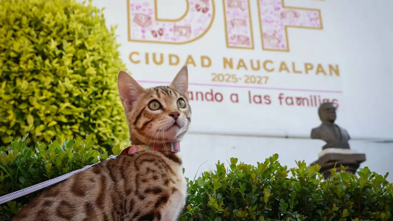 Bultos de croquetas apilados durante la campaña Croquetmanía en Toluca