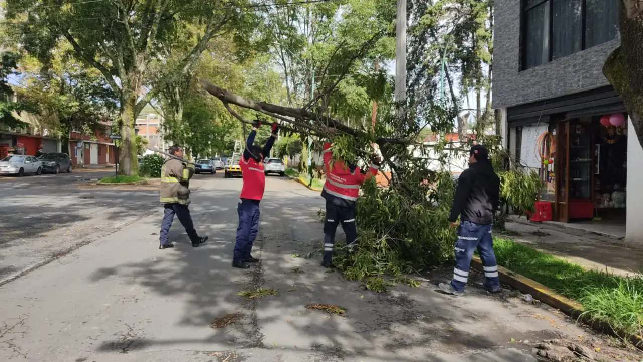 Elementos de Protección Civil de Toluca atendiendo emergencia por caída de árbol