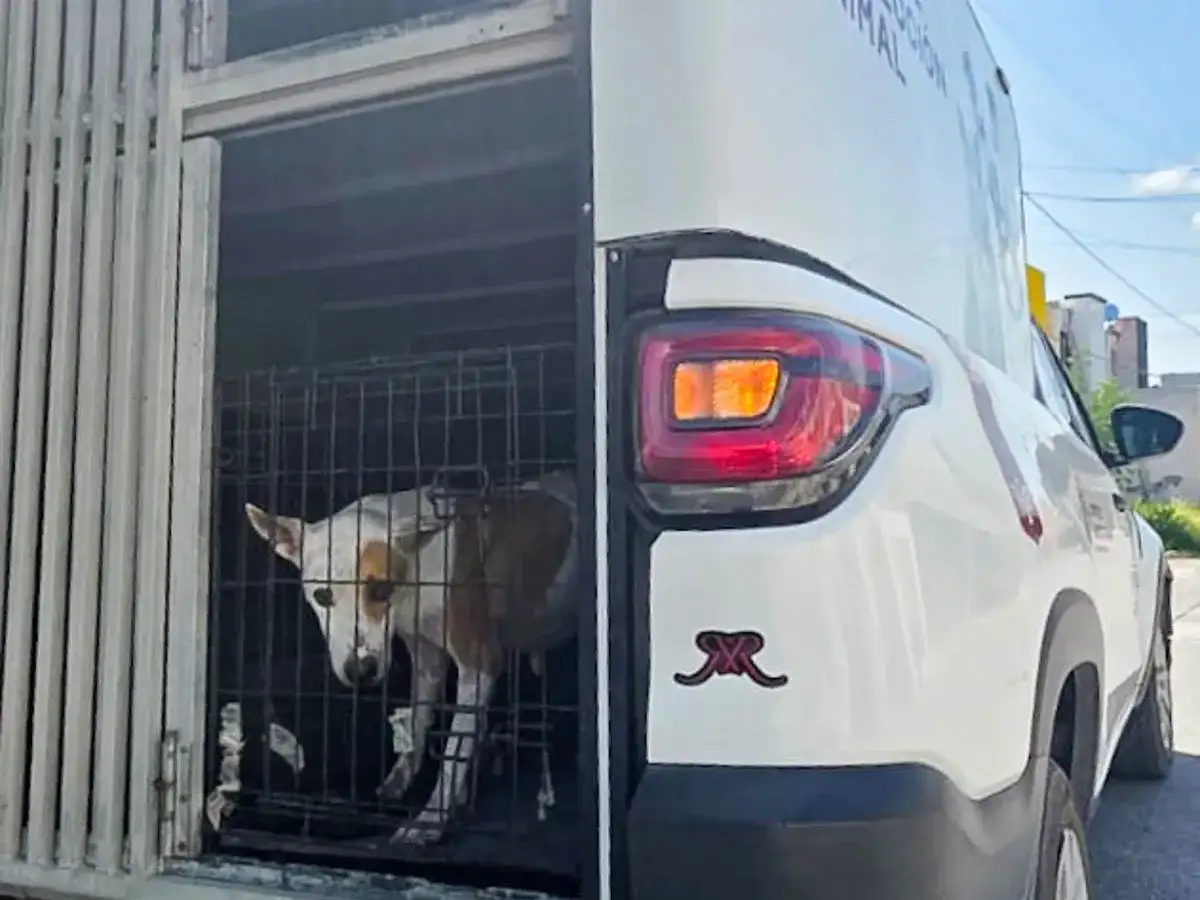 Perra y cachorros bajo resguardo en un espacio de atención veterinaria municipal