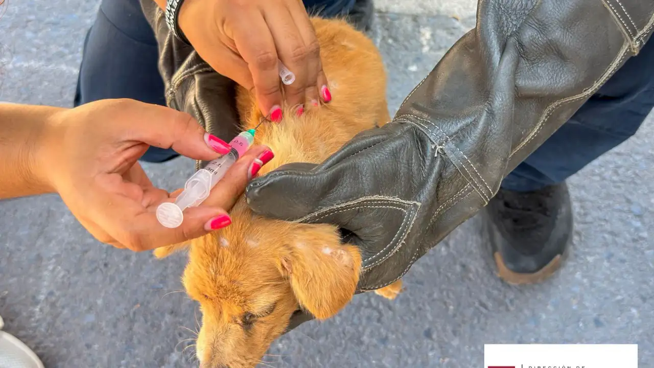 Perros rescatados en la colonia Valle Soleado de Reynosa