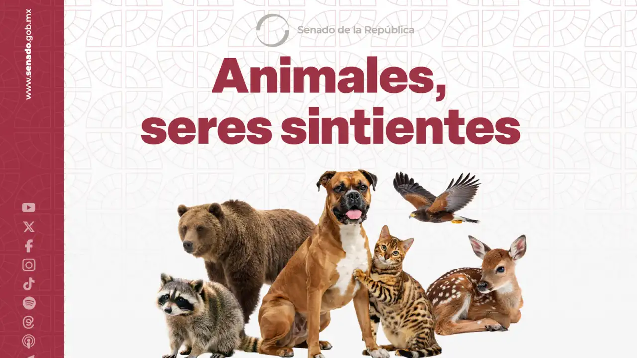 Sesión del Pleno del Senado durante la votación de la ley de protección animal