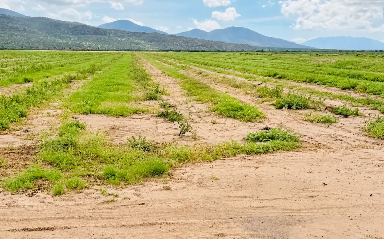 Productores y autoridades durante recorrido de evaluación de daños en zona rural de Comondú