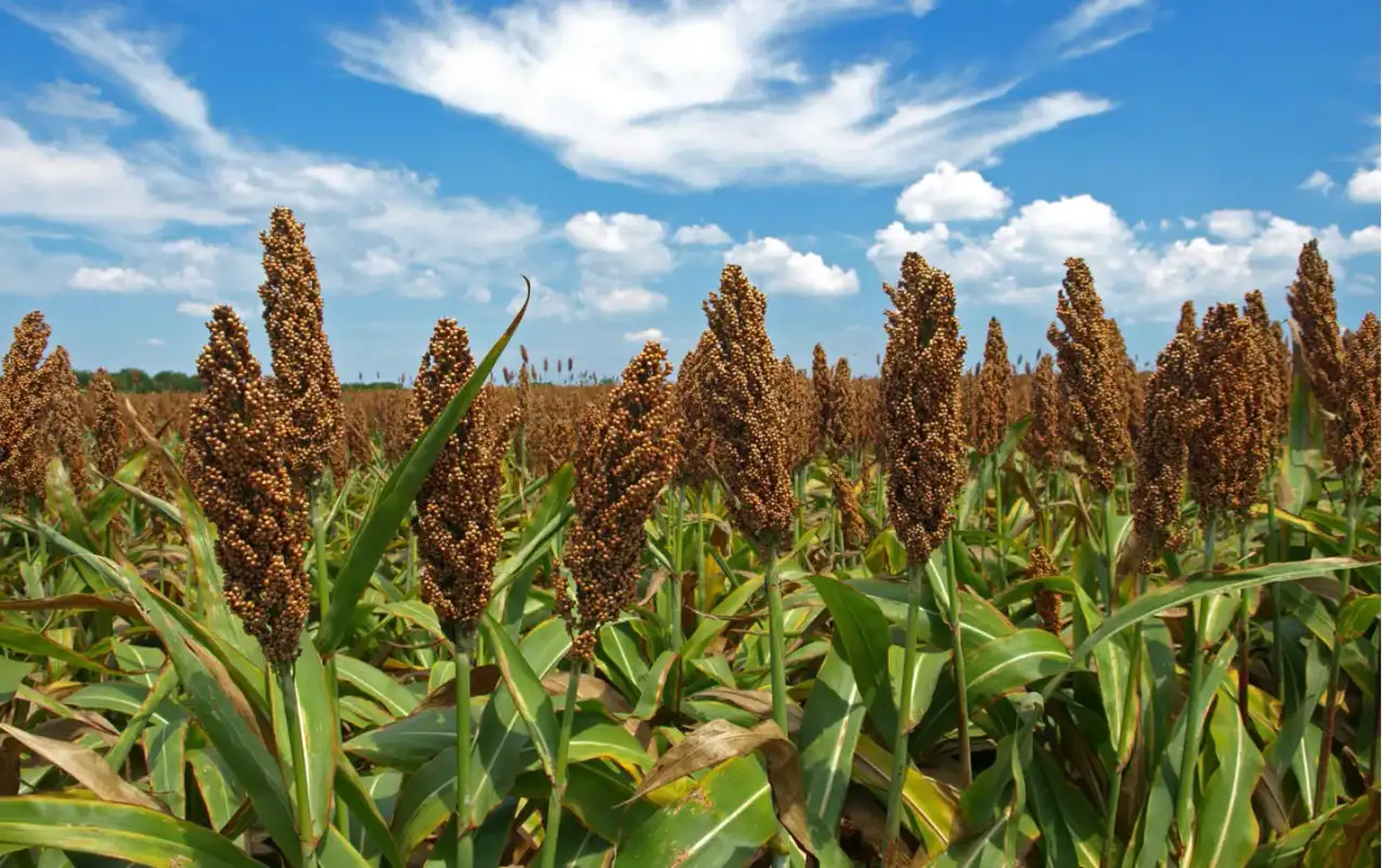 Campo de sorgo en Sinaloa bajo el sol