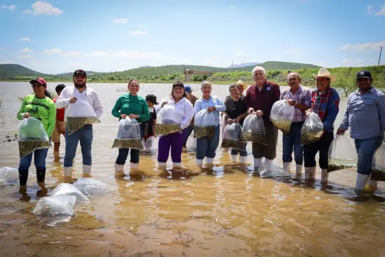 Siembra de alevines de tilapia en la presa Eustaquio Buelna, Sinaloa