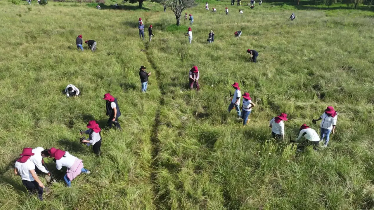 Voluntarios plantan árboles en una avenida de Toluca durante jornada de reforestación
