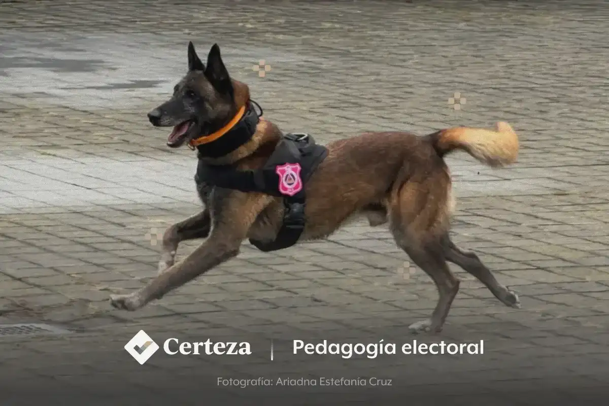 Ejemplar canino durante una revisión preventiva en instalaciones institucionales