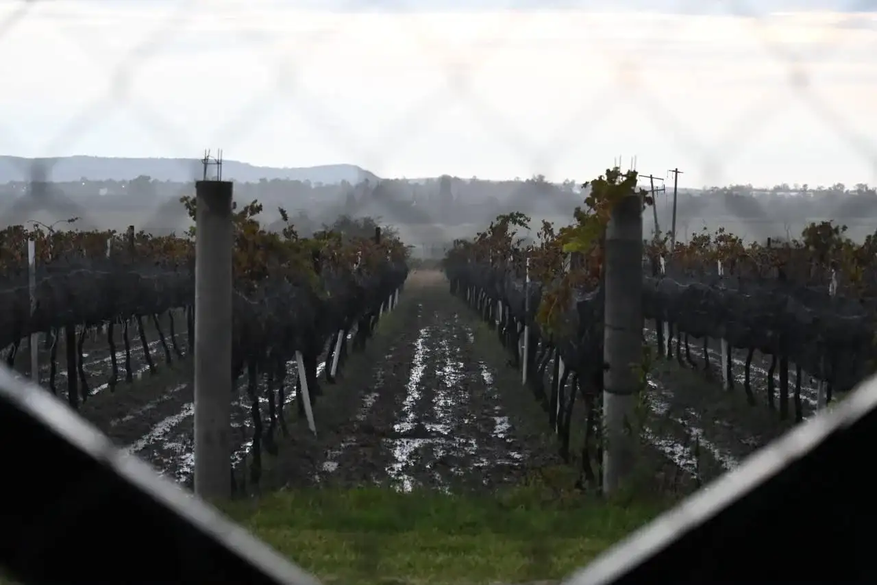 Viñedo con hileras de uvas durante una vendimia en Guanajuato