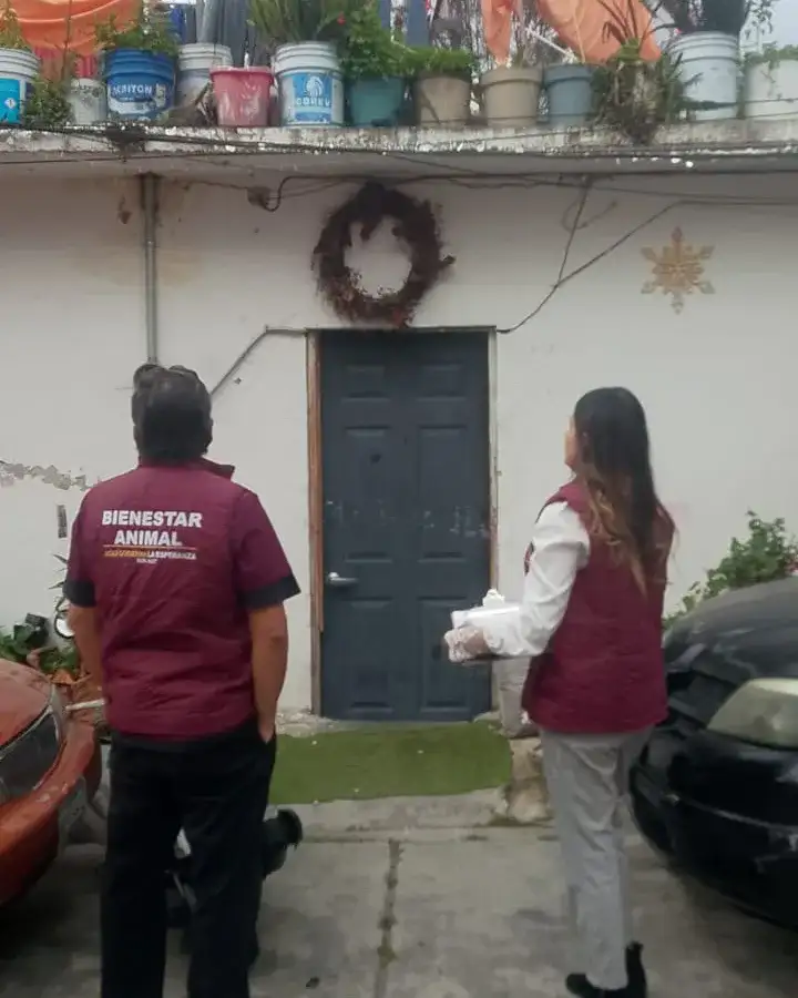 Perra husky rescatada en condiciones de abandono en Naucalpan