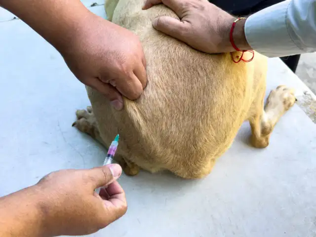 Animales resguardados en un refugio durante una jornada de atención veterinaria en Reynosa