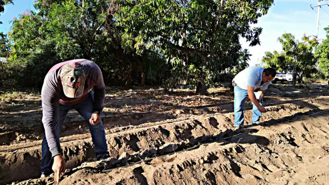 Campo agrícola en Baja California Sur con cultivos de espárrago y mango