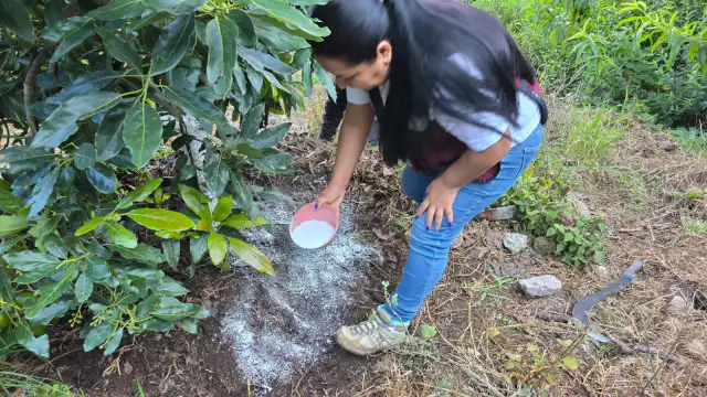 Campo de aguacate en la Sierra de Guerrero con productores recibiendo asistencia técnica.