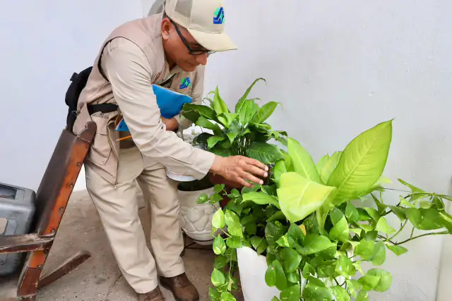 Persona fumigando contra el dengue en una colonia de Sinaloa