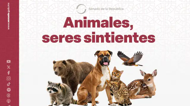 Sesión del Pleno del Senado durante la votación de la ley de protección animal
