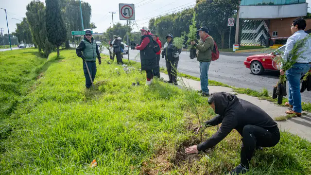 Árboles recién plantados en una vialidad de Toluca