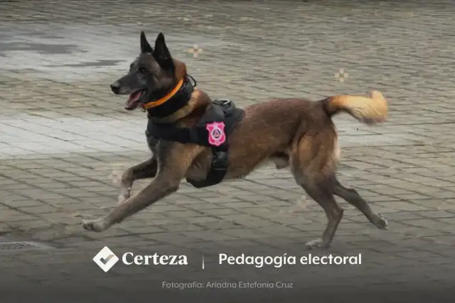 Ejemplar canino durante una revisión preventiva en instalaciones institucionales
