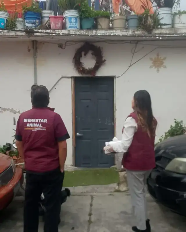 Perra husky rescatada en condiciones de abandono en Naucalpan