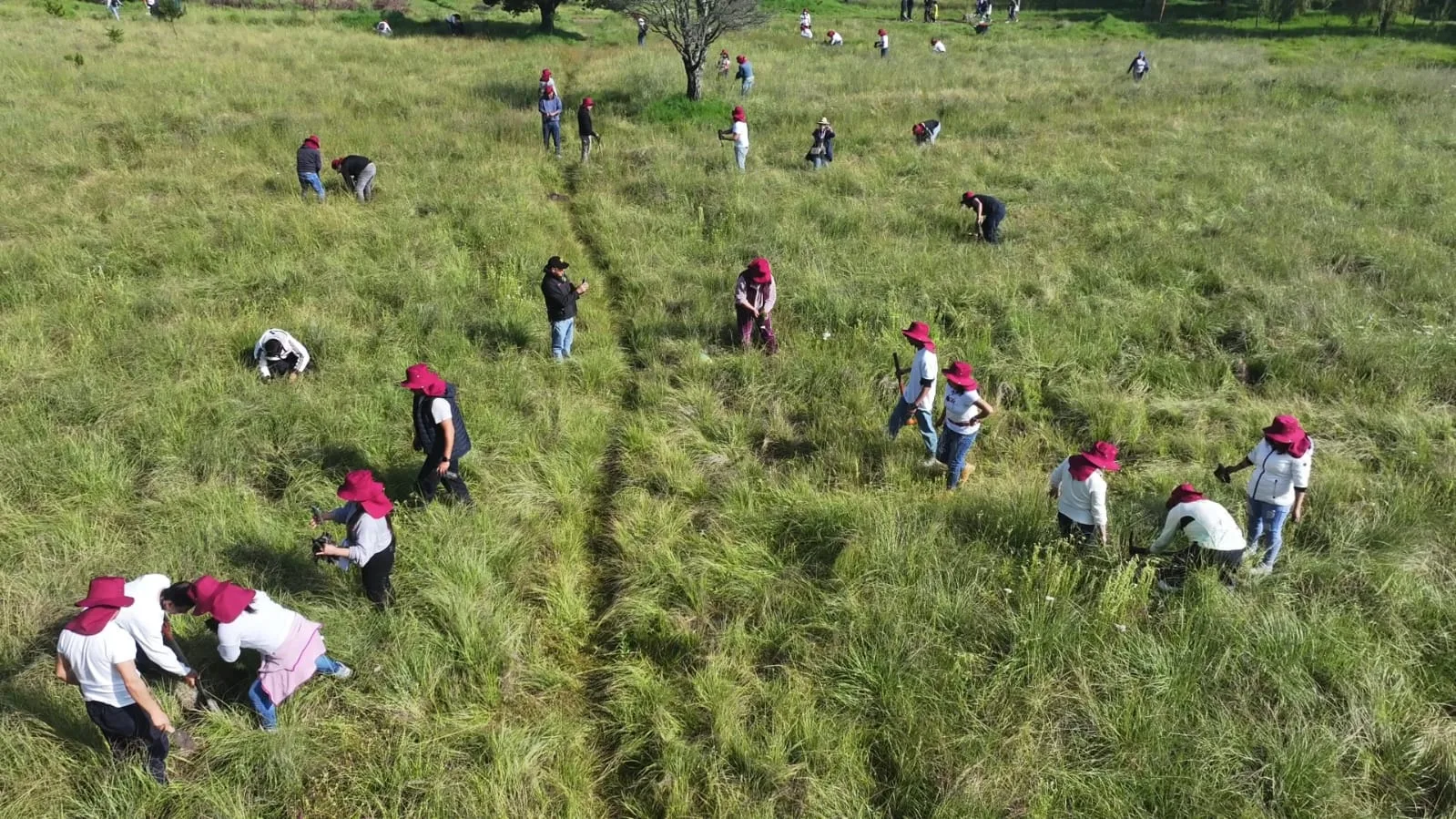 Voluntarios plantan árboles en una avenida de Toluca durante jornada de reforestación